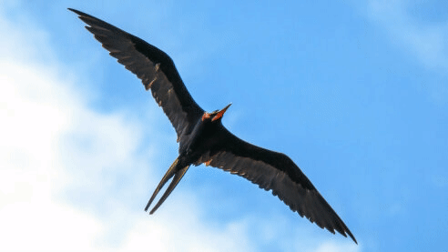 Configurable submenus :size=400